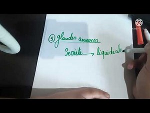 science 2eme préparatoire... la reproduction chez l'homme... partie 1