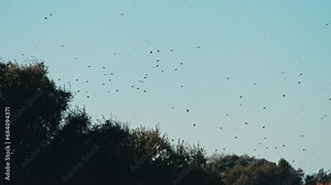Murder of crows flying through the sky over trees