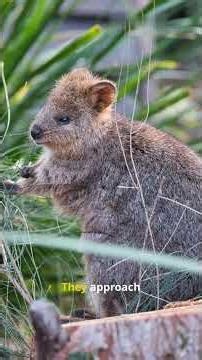 The Friendliest Wild Animal You Can Actually Pet 🐦❤️