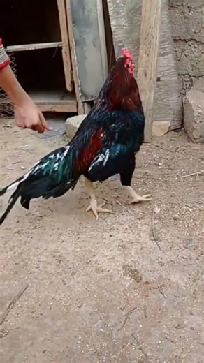 java 😘 🎉🥳#aseelmurga #swataseels #shortvideo #fouryou #shortvideoformat