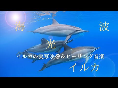 癒し音楽＆美しいイルカの映像と声（実写）【睡眠、瞑想、作業用BGM、リラックスタイム、ヒーリングに】ソルフェジオ956Hz