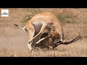 EPIC!! Cheetah hunts an Impala on Maasai Mara plains - Kenya safari |Award Safaris
