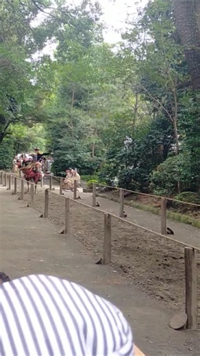 寒川神社流鏑馬神事(競技？)観覧展望