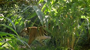 Home sweet home! These critically endangered Sumatran tiger cubs got a chance to leap and pounce around their new habitat today: http://on.nbc7.com/nryhOk2 (Video: San Diego Zoo Safari Park) | NBC 7 San Diego