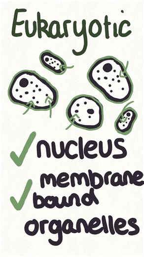 Part two on cells - TYPES OF CELL #biology #college #animation #cellularlife #tlevel #tlevelhealth