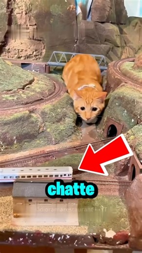 Le Chat Mignon a sauvé l'hôtel du Maitre 😍❤️