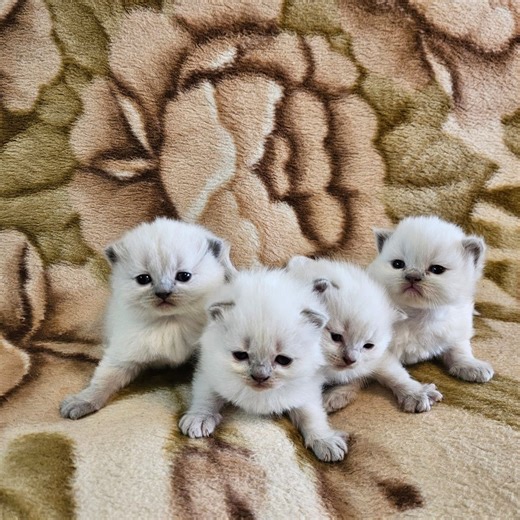 BKH KITTEN