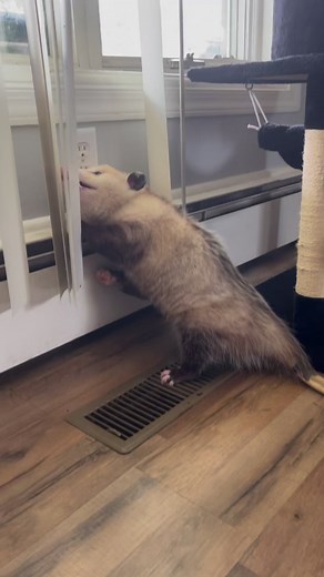 17K views · 1.7K reactions | #slubhub #opossumreels #possums #possumposse #trashcat | Gladys the Opossum | Facebook