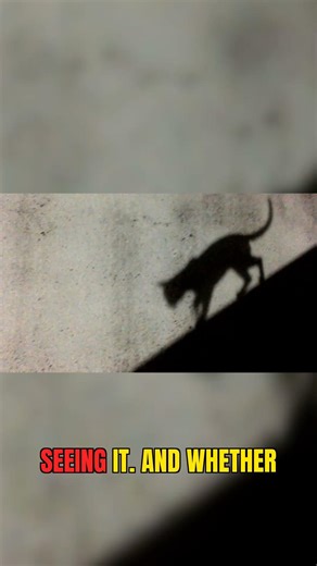 Capitol's Cursed Creature: The Demon Cat of American Folklore #legend #paranormal