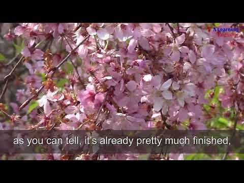 Cherry Blossoms Bloom