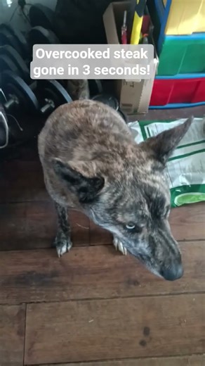 Dog eats steak in 3 seconds!
