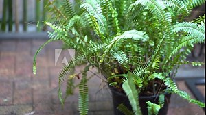 A perennial herbaceous fern (Nephrolepis exaltata) growing in a large pot outdoors. Also known as swordfish or Boston fern. High quality 4k footage Stock Video