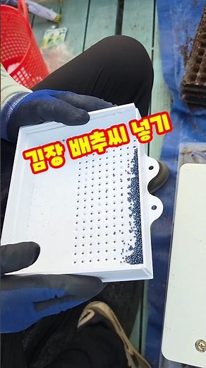 김장용 가을배추 파종하기. #배추키우기 #배추파종 #김장배추 #가을배추 #파종방법 #농사꿀팁 #괴산울엄마 #shorts