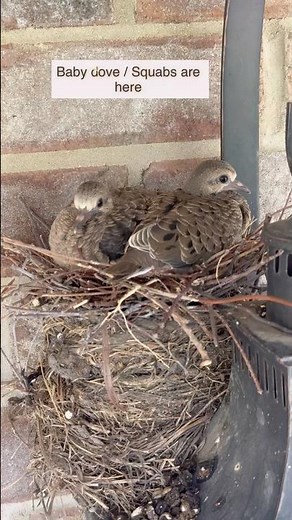 Mourning Dove Timeline