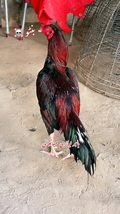 1.5K views · 33 reactions | Call no Bio mein... #aseellovers #Babar #AseelFarm #Mianwali | Babar Aseel Farm Mianwali | Facebook