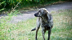 Chernobyl nuclear disaster altered the genetics of the dogs left behind, scientists say