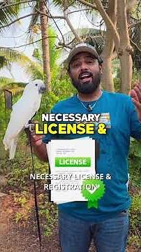 Trained Umbrella Cockatoo - Ready for Your Home | Outdoor Trained #Cockatoo #ShaikhTanveer