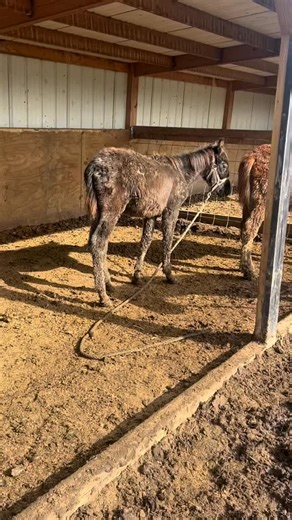 There’s nothing quite like a group of happy mules who just discovered the perfect patch of mud in the pasture. 😂💛 These goofballs have been living their best lives—rolling, playing, chasing each other, and proudly wearing their mud coats like badges of honor. If dirt equals joy, then these mules are absolutely glowing. But underneath all the silliness, they’re each in training right now—learning trust, patience, boundaries, and the simple rhythm of working with humans who care about them. Ever
