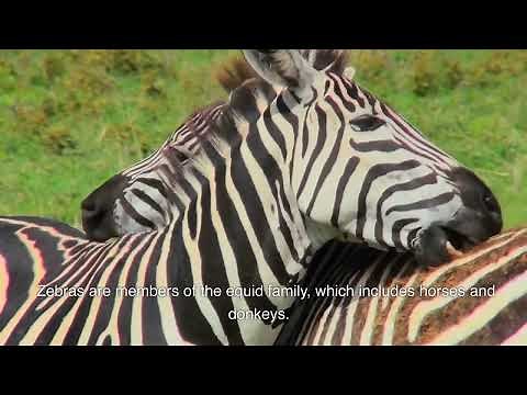Zebras | Nature Calls