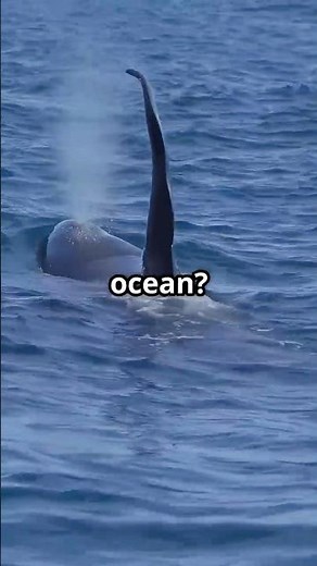 Shark vs Orca: Who’s the Real King of the Ocean? #shark #orca #wildlife #oceanpredators