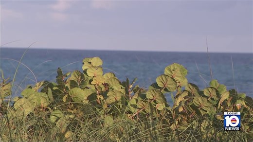 Surfrider Foundation leads effort to revive Miami’s dunes, fight erosion
