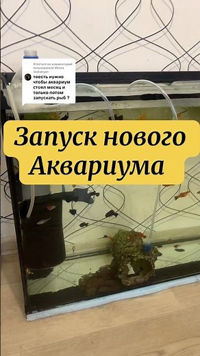 Starting an aquarium