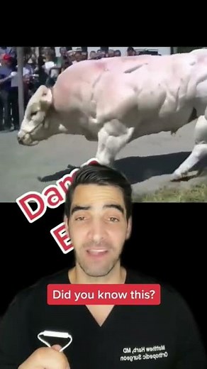 Big Mutated Muscle Cow