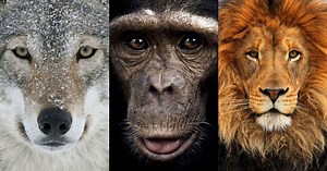 Seeing a Wolf Pack, Lion Pride and Chimp Troop Hunt is Both Impressive and Terrifying