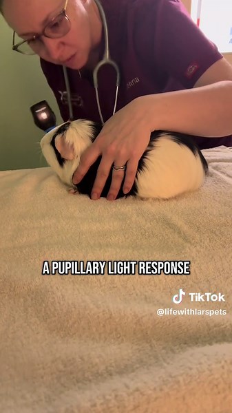 Life with Lar’s Pets 🤍🐾 (@lifewithlarrspets) - Blindness Testing for Guinea Pigs: What to Expect