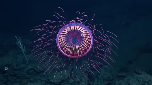 水母，一种没心没肺没脑子的海洋生物