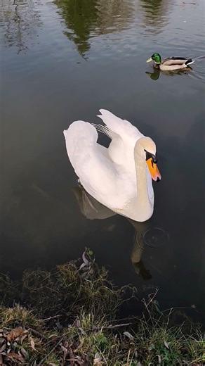 Live Nature - Swan and Ducks Together / Harmony / Water / Birds / Lake