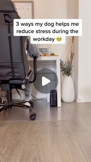 Luna The Mini Cockapoo on Instagram: "#ad Dogs are the best companions. My dog helps me relax during my workday with cuddle breaks and hugs. We are partnering with the @cesarcuisine on their CESAR HIRE MY DOG PROGRAM to advocate for pet-friendly workplaces, and the first step in getting your dog “hired” as a coworker is a resume. To learn more about how to create a resume for your pup and for a chance to win a pet-friendly “Pup-Up” workspace in your town, check out the link in my bio. #HireMyDog