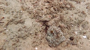 Bilim ve Teknoloji | (𝐓𝐑) Mozambik kıyılarında görülen bir ahtapotun inanılmaz bir renk değişimi ve kamuflaj örneği. (𝐄𝐍𝐆) An incredible example of color... | Instagram