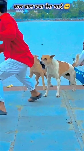 Dog is😰best🐶 and amazing dog flip#viraljump​​#dogshorts​​ #dogclothes​​ #animals​​ #youtube​​#viral🙏