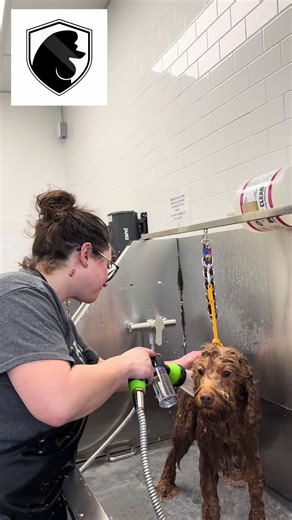 There’s something truly special about these quiet moments—the warm water, gentle hands, and the trust in a dog’s eyes. 🐾💛 Bath time isn’t just about getting clean… it’s about comfort, care, and connection. Every stroke, every rinse is a reminder that they’re safe, loved, and in kind hands. To us, it’s grooming—but to them, it’s a moment of peace. Would your pup melt into this kind of care? 🫧 #viral #doglover #petlover #trending #prestige
