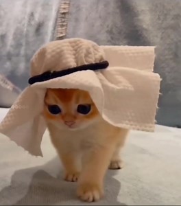 9.6K views · 839 reactions | Cutest Football Fan World cup 2022 Qatar  | Bangla Bazar Books | Facebook