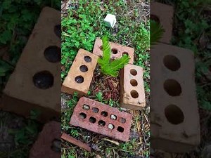 Starting Sago Palms *Pups & *Seed Germination