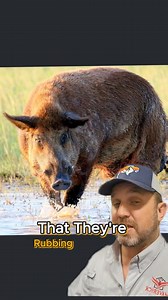 Feral pigs rub against utility poles #feralpigs #Texas #hog #hunting #hunters #greenscreen #jamesbigleyranches | James Bigley Ranches