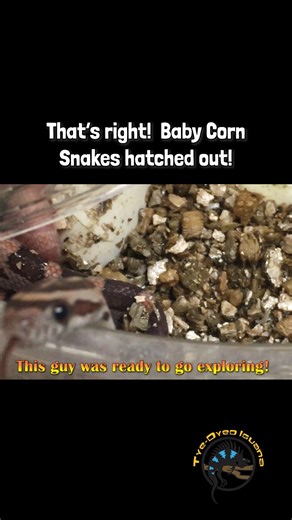 Were you able to correctly guess what was hatching out of these eggs? 🐣 The babies were all super adorable and very pretty with some cool morphs! Makes you want to go get one as pet now, right? 😉 #cutepets #cute #babyanimals #love | The Tye-Dyed Iguana