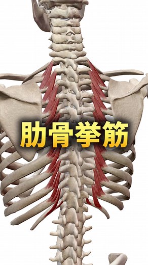 肋骨挙筋と呼吸法の重要性
