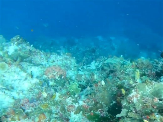 Hunting in the sea filled with thousands of people, spearfishing for big snapper | Fishing Videos