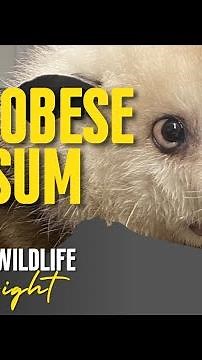 ENORMOUS OPOSSUM! Meet Piper, the 16lb fuzzy possum in need of a diet!