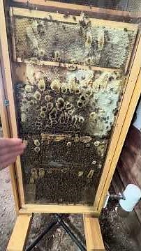 Inside the Hive: Exploring a Honeybee Observation Hive 🐝 | Hive Parts Explained