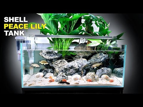 Peace Lily Shallow Shell Dwelling Fish Aquarium (Aquascape Tutorial)