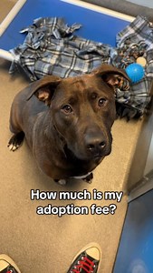 We hope Spider finds his home soon 🥺 #adoptdontshop | Kansas Humane Society