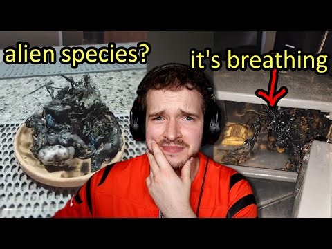 Did This TikToker Discover Alien Life?