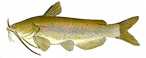 The Catfish watch online in english with subtitles ultra HD
