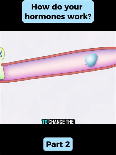 Understanding Hormone Functions in the Body