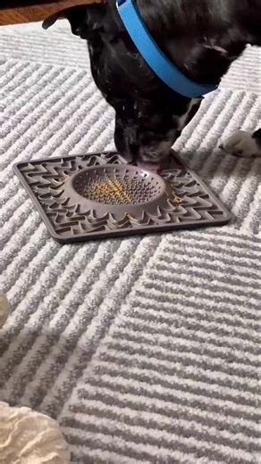 👉Meet your LAWYER! Yup, that’s his actual name, Lawyer! This guy will be your advocate, your best friend and he does it all pro-bono….well, he does require treats and cheese! This boy is LOYAL, he loves people, kids, friends and would make a great community advocate! Lawyer, keeps his office clean- which means he’s potty trained and doesn’t destroy or chew. Lawyer is six years old and would love to be part of your firm. Want to meet Lawyer? Check out his bio/resume and fill out an application a