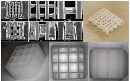 Bioprinting Hard Tissues using PCL (Polycaprolactone) | Protocols - Allevi